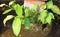 The Green Plants manage to grown on the roof of a house in hot summer on cement and concrete.