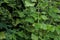 green plants in the mini garden behind the house, green leaf background in the garden