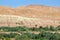 Green plants in morocco dades valley