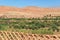 Green plants in morocco dades valley