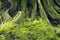 Green Plants Moss Fern lichen texture Nature Background