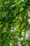 Green Plants Natural Background, Plants climbing a wall