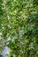 Green Plants Natural Background, Plants climbing a wall