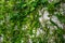 Green Plants Natural Background, Plants climbing a wall