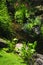 Green plants near creek