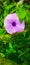 green plants and pinck flower close up