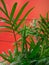 Green plants on red wall background. Vertical mobile photo