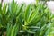 Green plants similar to aloe vera