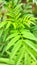 green plants similar to marijuana plants. selective focus