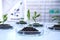 Green plants with soil in Petri dishes on table in laboratory. Biological