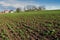 green plants soy on the field in spring, village panorama, selective focus