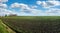 green plants soy on the field in spring, village panorama, selective focus