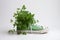 Green plants in a sports shoe, Green energy, eco-friendly living