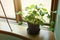 Green plants in stairwell in apartment building