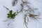 Green plants sticking out from under the snow flat lay