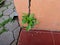 Green plants sticking to the school wall