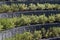 Green plants on stone terraces in urban environment