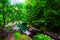 Green plants surrounding Bassin Paradise pond in Guadeloupe