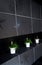 Green plants in tiled bathroom