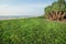 Green plants and trees on beach landscape. Tropical grove at sunny weather in Sri Lanka