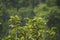 Green plants and Tropical heavy shower in rainforest