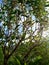 Green plants under blue sky