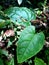 green plants vines on the ground