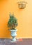 Green plants on vintage vase with wall