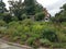 Green plants in wildflower garden with wood lattice and building