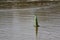 Green plastic buoys float in the middle of the river to indicate water levels and warn of danger.