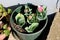 Green plastic flower pot on side of concrete steps filled with small partially open Ice cream tulip plants with pointy dark green