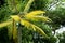 Green plastic palm tree in a holiday park