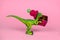 green plastic toy dinosaur wearing knitted hat and holding present box pink background