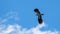 Green Plover in flight. European Northern Lapwing