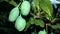 Green plum and bee on a leaf