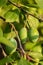 Green plum on a branch. Plum ripening in the garden. Closeup of a green plum