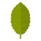 Green plum leaf icon isolated