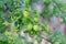 A green plum ripens on a branch in the garden in summer