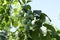 Green plum tree with branches and leaves and fruits.