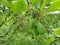 Green plums closeup photography