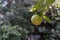 Green Plums Or Greengage on a plum tree bush.