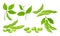 Green Pods with Green Leaves and Soy Beans Inside Vector Set