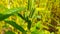 Green pods of sesame crop, close up view