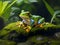 green poison arrow frog in forest