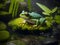 green poison arrow frog in forest