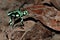 Green poison dart frog in Costa Rica