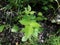 Green poison ivy leaves in forest or woods