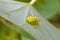 Green Poisonous Caterpillars with a baby