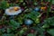 Green poisonous toadstools in the autumn forest.