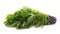Green polygonaceae sorrel spinach dock leaves